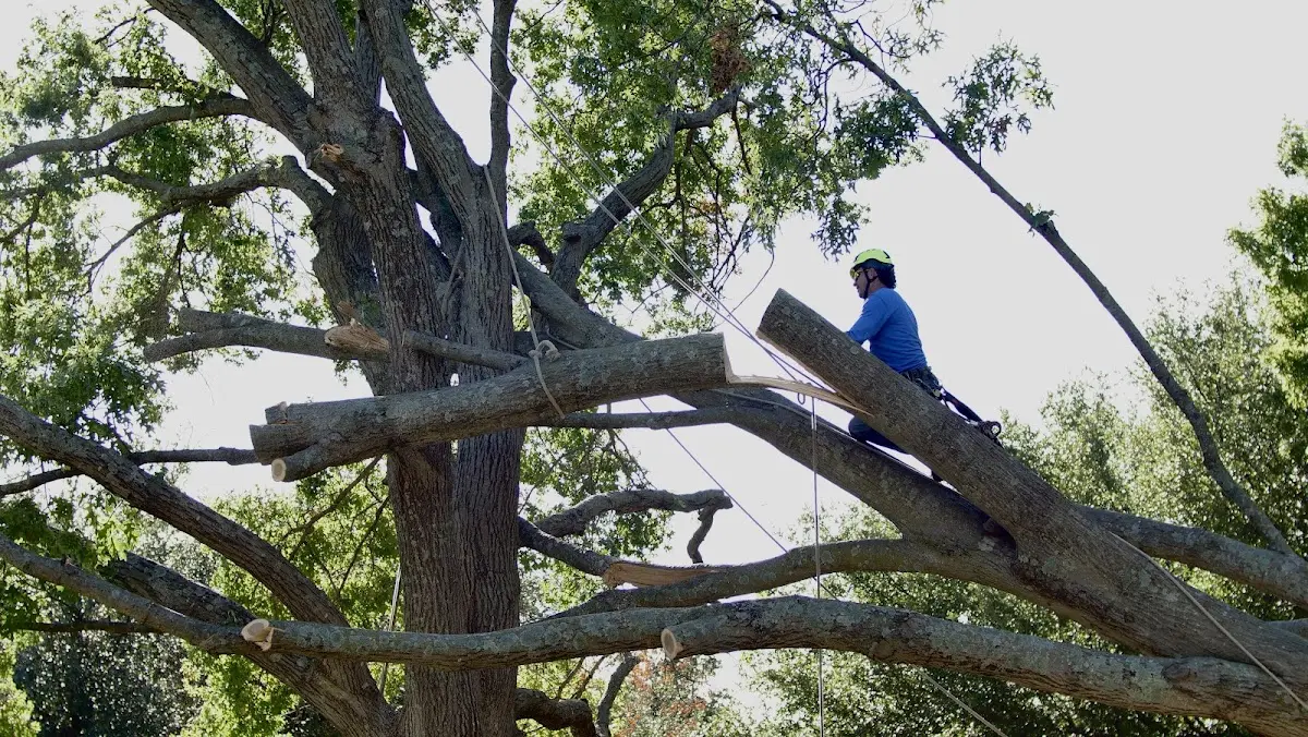 Professional Crown Thinning performed by certified arborists in East Berlin